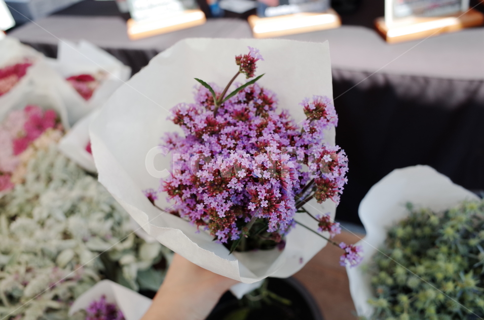 plant,식물,flowerbouquet,꽃부케,flower,blossom,꽃,flowerarrangement,꽃꽂이,보라색,보라꽃,선물,축복,꽃집,잔잔한,꽃다발,기념일,기념,졸업