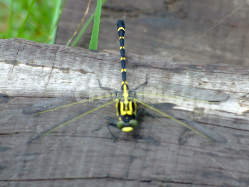 잠자리,곤충,노랑잠자리,휴식,벌레,동물,animal,곤충,벌레,insect,bug