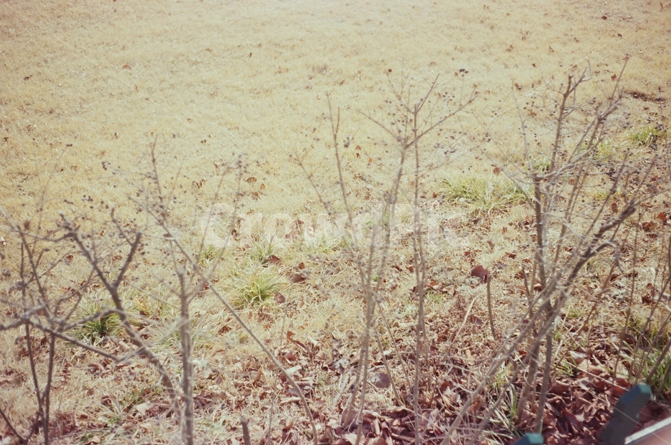 자연,nature,가을,낙엽,나뭇가지,바닥,풀