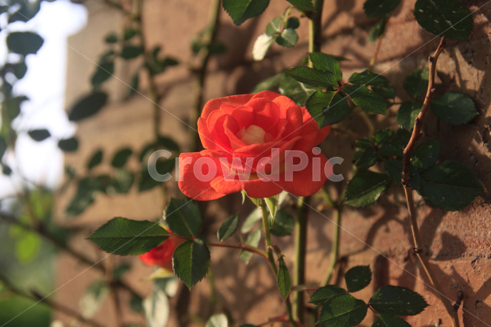 장미,붉은장미,꽃,꽃사진,장미축제,장미사진,식물,자연,rose,flower,nature,식물,자연,plants,nature,꽃,flower