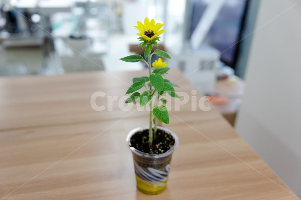 plant,식물,leaf,잎,꽃,노란꽃,화분,미니화분,실내용화초,화분,화초,house plant