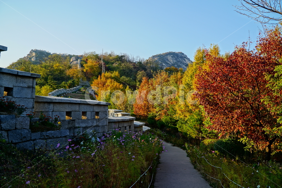 한양도성,한양도성길,순성,순성길,한양도성순성,가을,단풍,나무,성벽,자연,한국,한국적인,서울,코리아,seoul,korea,한국문화,한국전통,전통,문화,전통문화,문화재,유적,유적지,한국문화재,조선,조선왕조,풍경,landscape,autumn,fall,tree,castle,캐슬,하늘,sky,숲,숲속,산림,삼림,한국자연,nature,경치,가을,계절,fall,autumn,season,자연,풍경,nature,landscape,한국자연풍경,한국자연경관,korea nature landscape,한국전통,한국문화,korean traditional,korean culture,건축물,건물외관,exterior,building,structure,architecture,construction,plant,식물