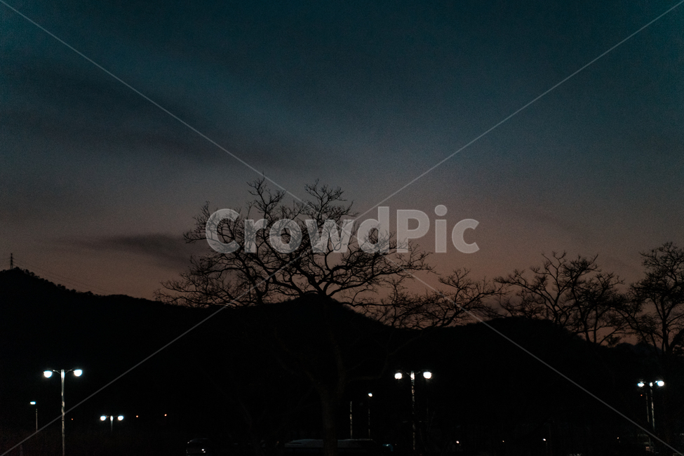 일몰,노을,저녁,황혼,밤,감성,하늘,sky,야경,밤,풍경,nightscape,night,landscape,식물,자연,plants,nature,나무,trees,wood,실루엣,그림자,silhouette,shadow,outdoors,옥외
