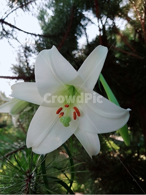 꽃,flower,blossom,식물,백합,plant,향기,식물,자연,plants,nature,꽃,flower