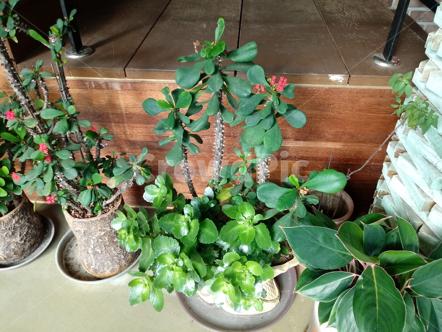 식물,소품,장식용,화분,plant,leaf,잎,도기류,식물,자연,plants,nature