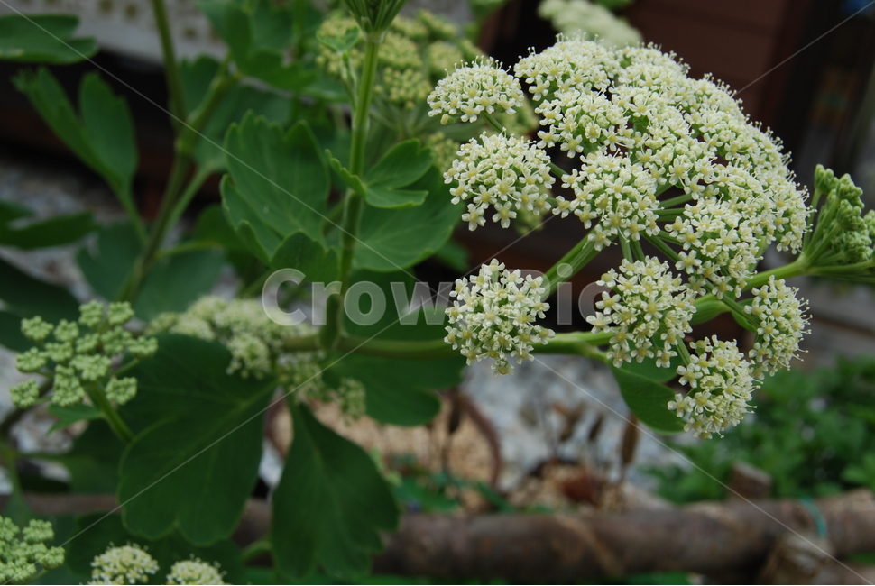 꽃,식물,야생화,자연,땅,식물,자연,plants,nature,꽃,flower