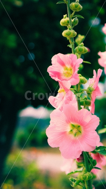 꽃,꽃봉우리,꽃잎,잎사귀,풀잎,잎,자연,flower,분홍색,식물,자연,plants,nature,꽃,flower,감성,sensible,feeling