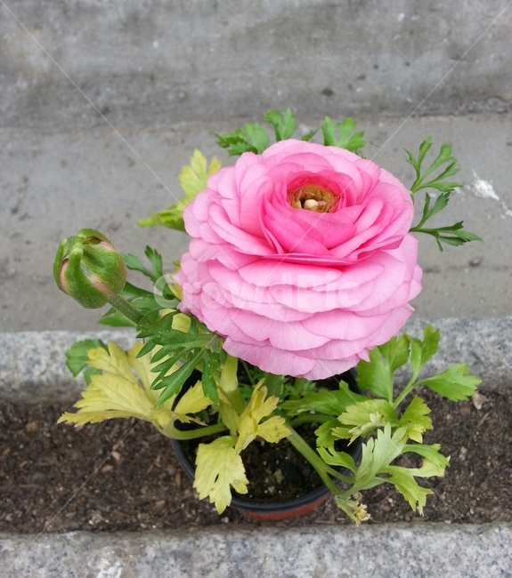 plant,식물,flower,꽃,blossom,라넌큘러스,식물,자연,plants,nature,꽃,flower