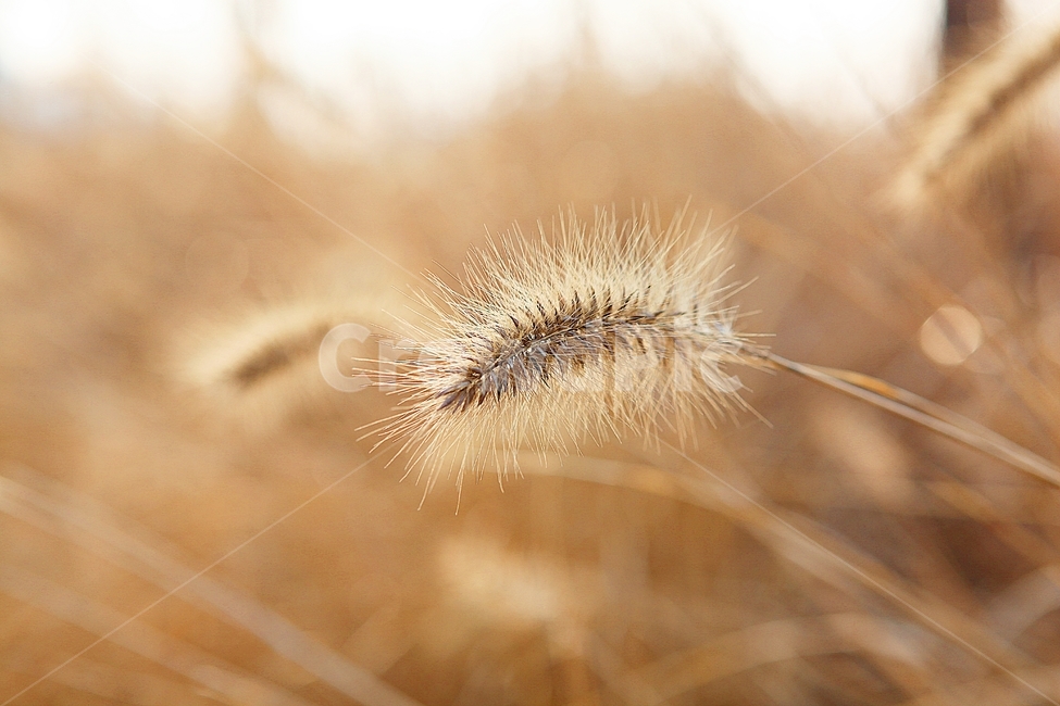 강아지풀,강아지풀꽃,꽃,잡초,가을,풀,공원,야외,가을,계절,fall,autumn,season,식물,자연,plants,nature