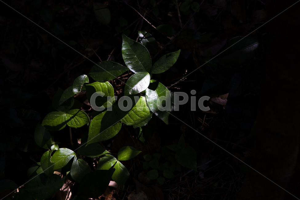 plant,식물,leaf,잎,자연,nature