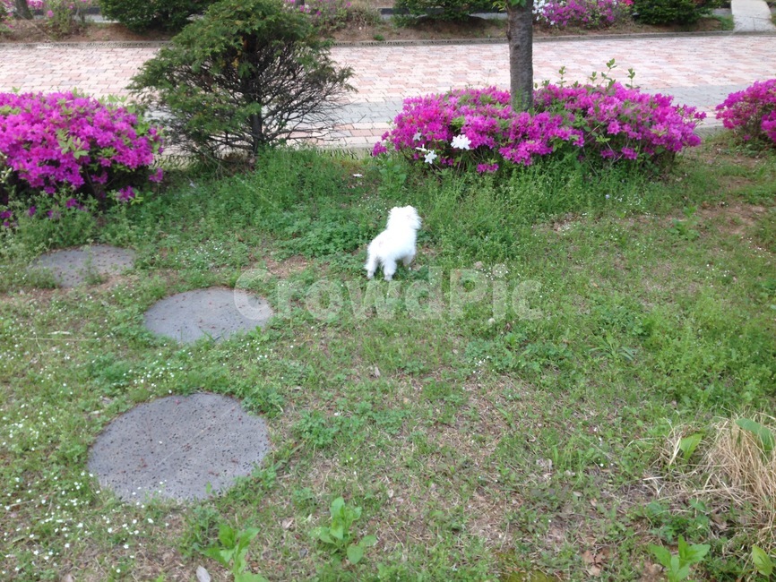 강아지,강아지산책,포메라니안,귀여운강아지,강아지꽃,동물,animal,포유류,mammal,개,강아지,dog,doggy