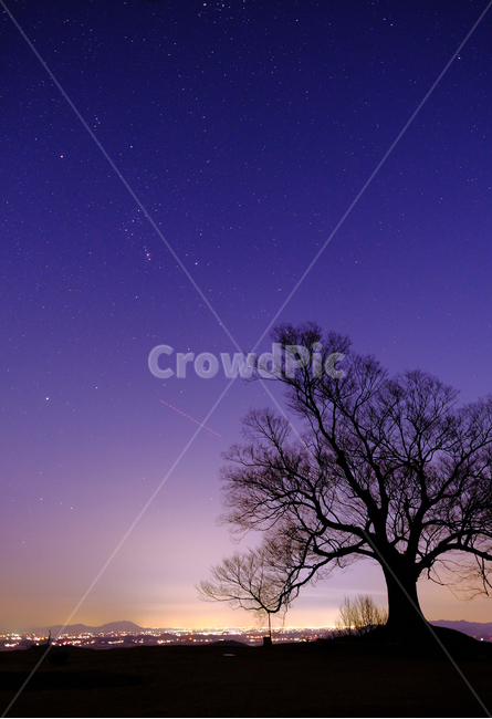 밤하늘,나무,별자리,별,야경,야경,밤,풍경,nightscape,night,landscape,식물,자연,plants,nature,나무,trees,wood,outdoors,옥외