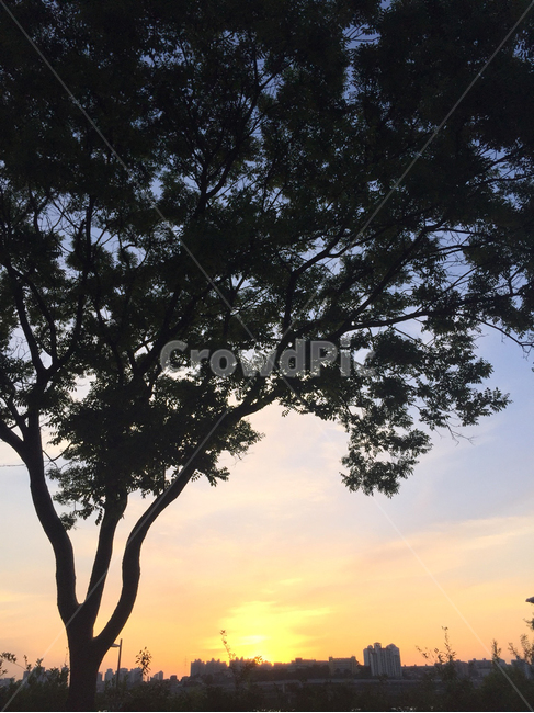 노을,나무,하늘,구름,풍경,배경화면,tree,식물,자연,plants,nature,나무,trees,wood,실루엣,그림자,silhouette,shadow