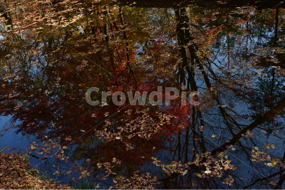 반영,그림자,반사,나르시스,narcissus,물속이미지,가을,계절,fall,autumn,season,자연,풍경,nature,landscape,land,땅,outdoors,옥외,water,물,plant,식물,leaf,잎,tree,나무