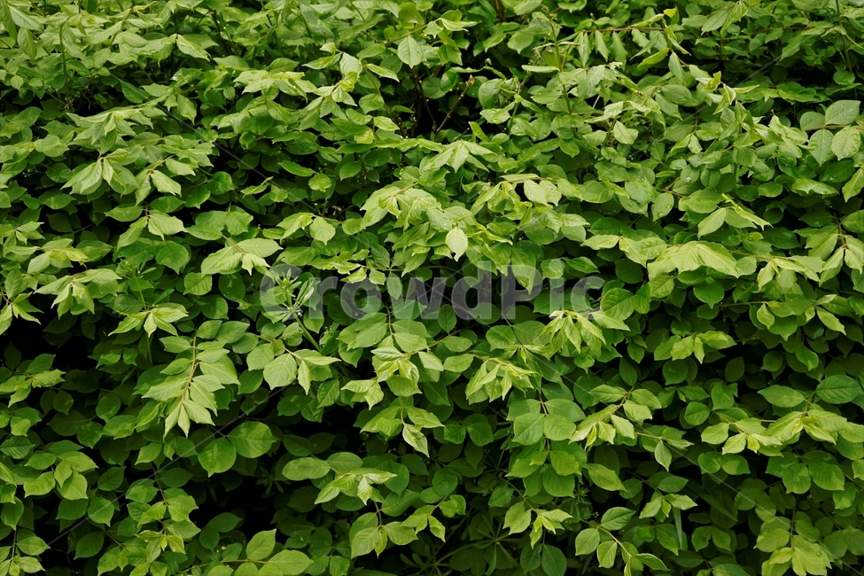 봄,식물,잎,새잎,녹색,freshgreen,newgreenleaves,newleaves