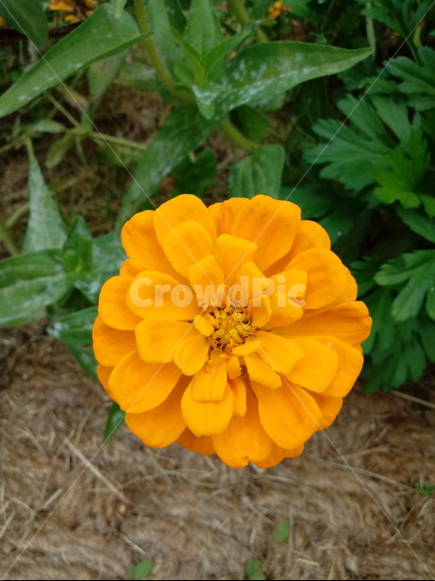 꽃,식물,plant,flower,백일홍,노란색꽃,식물,자연,plants,nature,꽃,flower