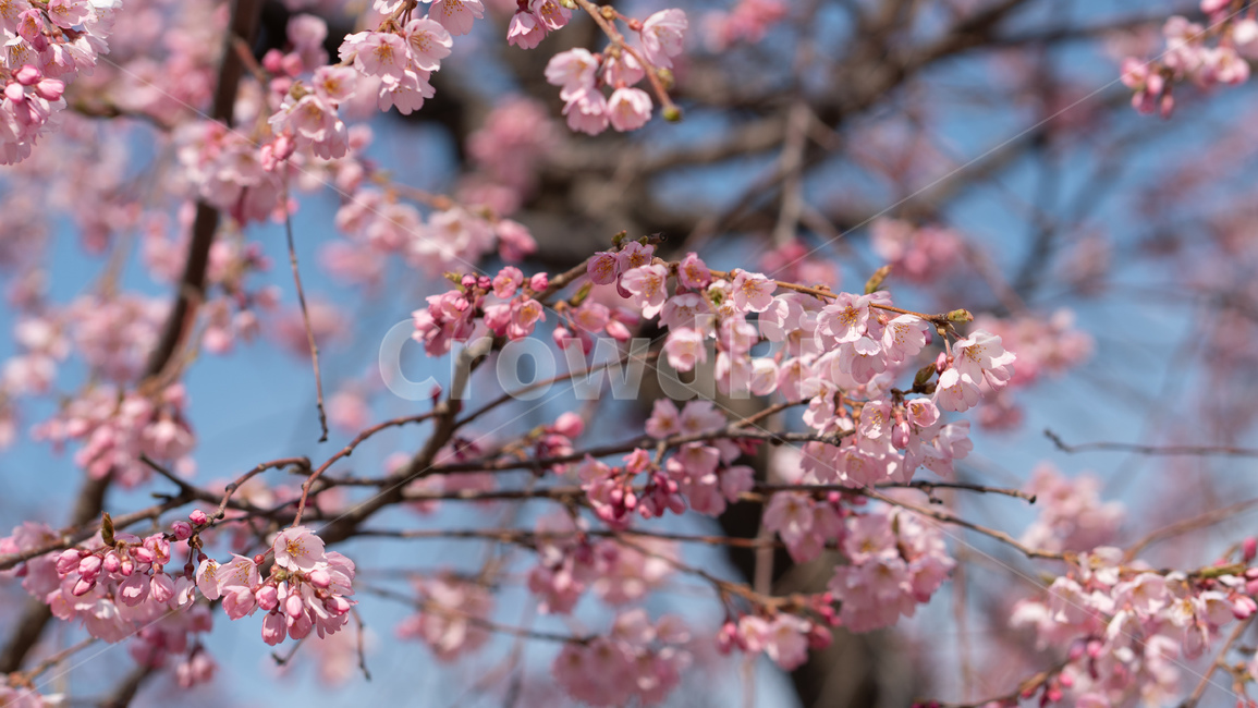 벚꽃,봄꽃,꽃,계절,season,봄,spring,cherryblossoms,꽃축제,봄날,화려한,예쁜,가로수,자연,벚꽃축제,수수한,나무,연분홍색,핑크색,바탕,공원,정원,봄하늘,flower,nature,garden,beautiful