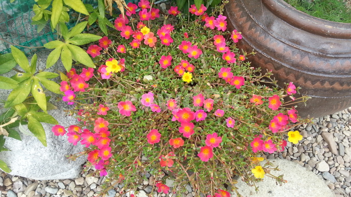식물,꽃,꽃잎,plant,flower,식물,자연,plants,nature,꽃,flower
