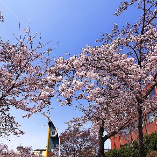 하늘,나무,벚꽃,벚꽃놀이,핑크,맑은하늘,봄,계절,spring,season,plant,식물,flower,꽃,blossom,cherry blossom