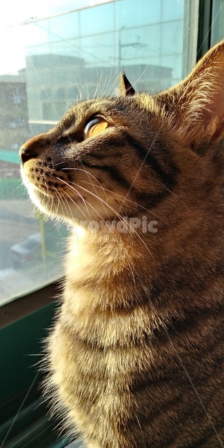 고양이,동물,창가,햇빛,평온,동물,animal,포유류,mammal,고양이,cat,kitten,kitty