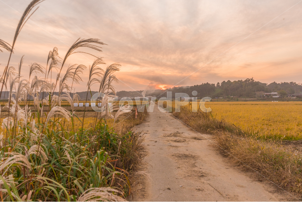 grass,잔디,plant,벼,식물,갈대,농사,황금,시골,풍경,가을,계절,fall,autumn,season