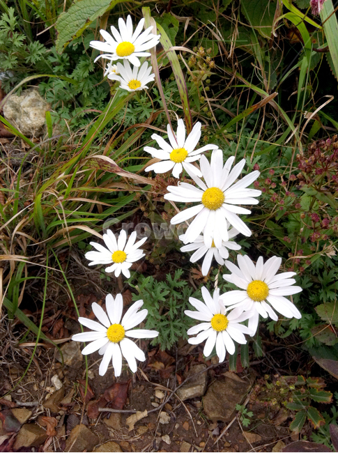 꽃,잎사귀,나무,꽃나무,leaf,flower,정원,garden,white,식물,자연,plants,nature,꽃,flower