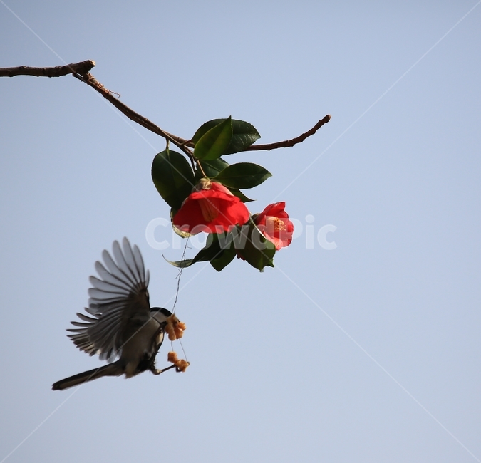 animal,동물,bird,새,plant,식물,flower,blossom,꽃,leaf,잎,동백,동백꽃,동박새,먹이,식물,자연,plants,nature,꽃,flower,동물,animal,조류,새,birds