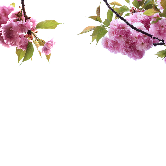 백그라운드,식물,자연,계절,봄,꽃,배경,배경이미지,내추럴,flower,nature,flora,background,벚꽃,겹벚꽃,분홍,분홍꽃,벚나무,꽃,flower