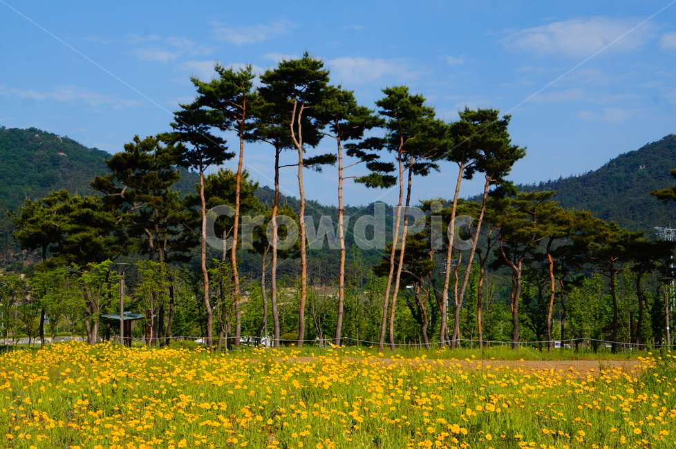 금계국,꽃,소나무,여름,노랑,자연