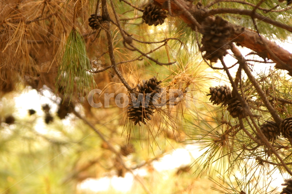 겨울,풍경,초겨울,식물,나무,낙엽송,소나무,솔방울,솔잎,식물,자연,plants,nature