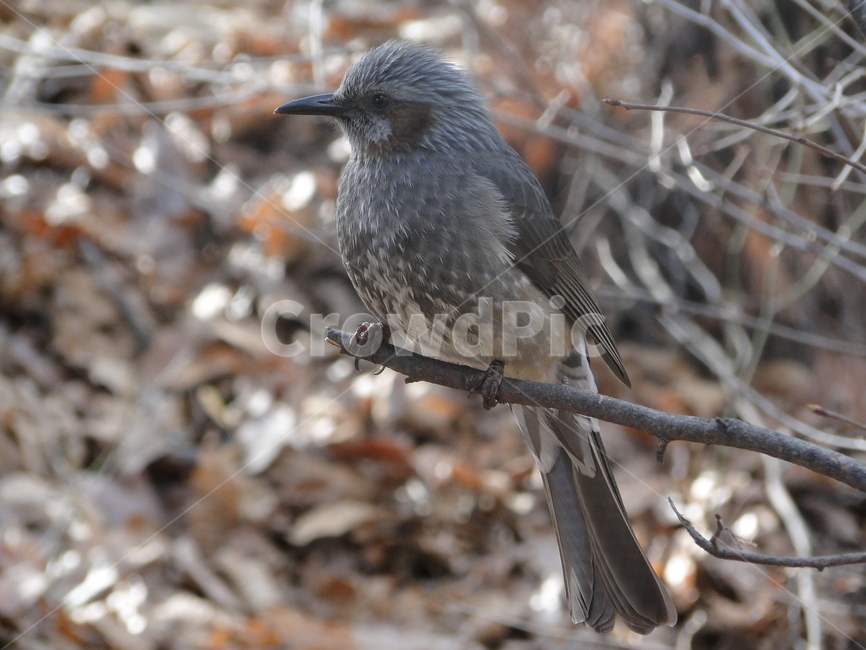 새,참새,동물,bird,animal