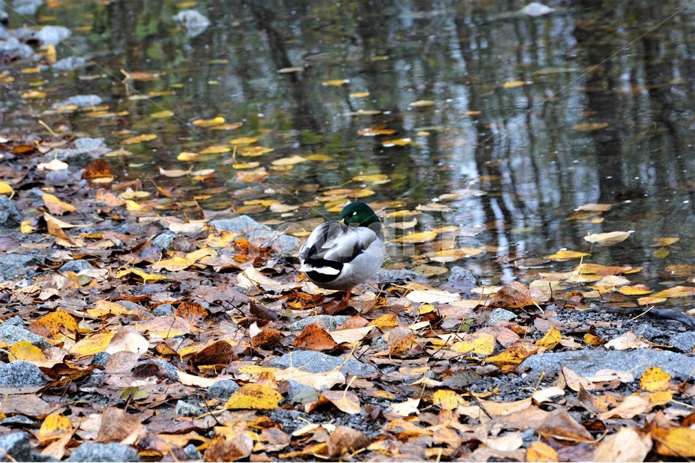 오리,동물,고독,낙옆,호수,쓸쓸함,가을,계절,fall,autumn,season,동물,animal,조류,새,birds,bird