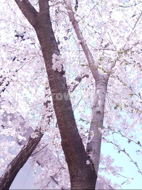 벚꽃,꽃,나무,봄,자연,flower,분홍,만개,cherryblossome,풍경,봄꽃,가지