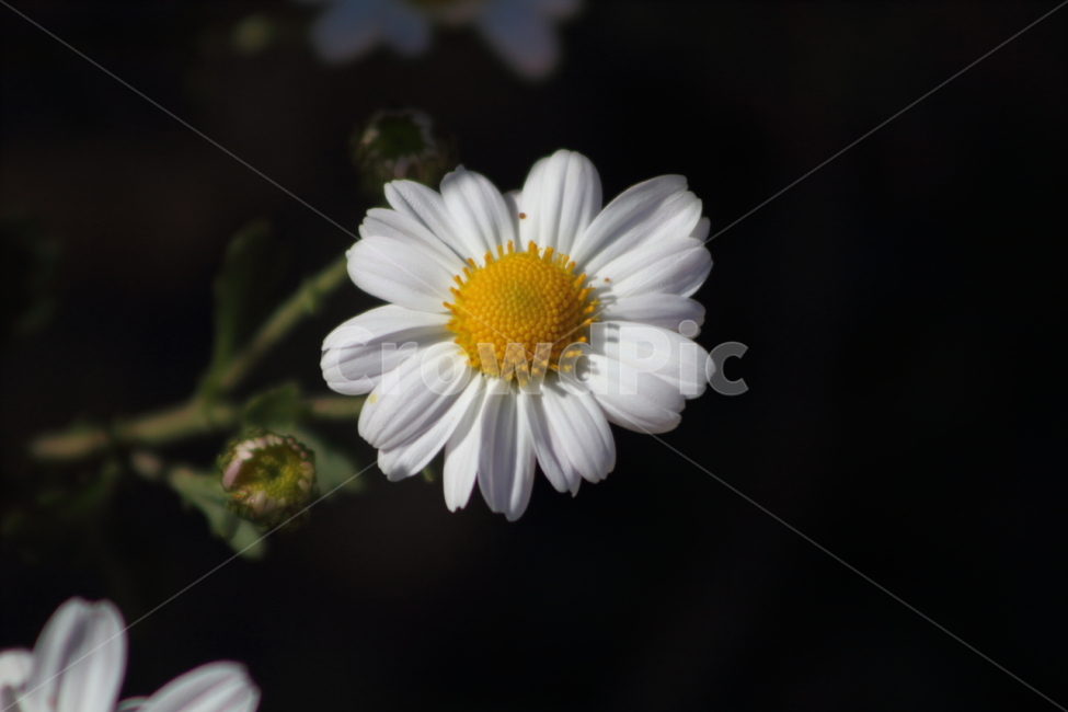 구절초,꽃,식물,야생화,manchurianchrysanthemum,식물,자연,plants,nature,꽃,flower