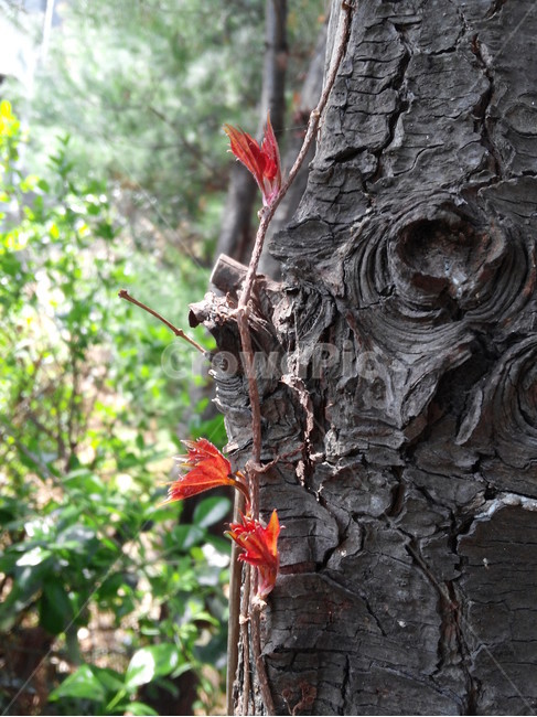 잣나무,봄,덩굴식물,기생식물,새싹,잣나무껍질,침엽수,숲,식물,자연,plants,nature,나무,trees,wood