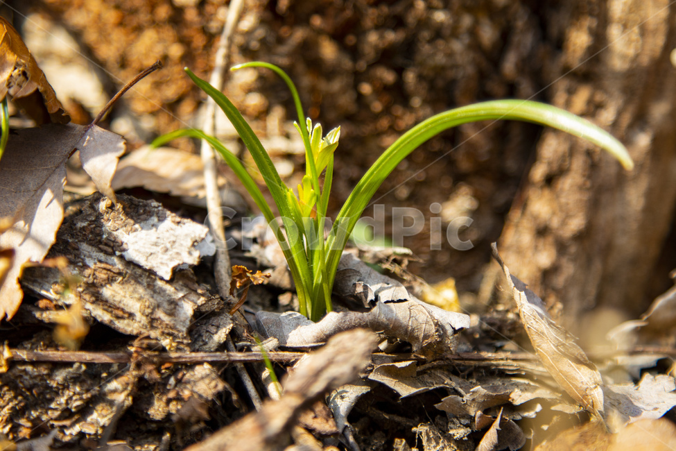 봄,꽃,야생화,중의무릇,새싹,봄,계절,spring,season,식물,자연,plants,nature,꽃,flower,ground,바닥,plant