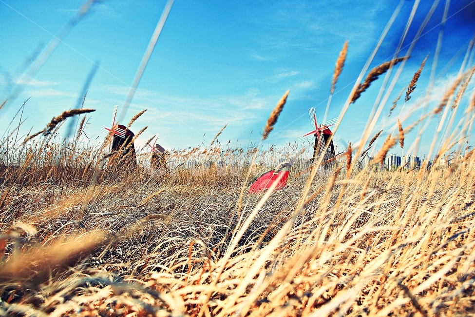 풍차,갈대,식물,자연,생태공원,풍경,배경,가을,계절,fall,autumn,season,자연,풍경,nature,landscape,plant,grass,잔디