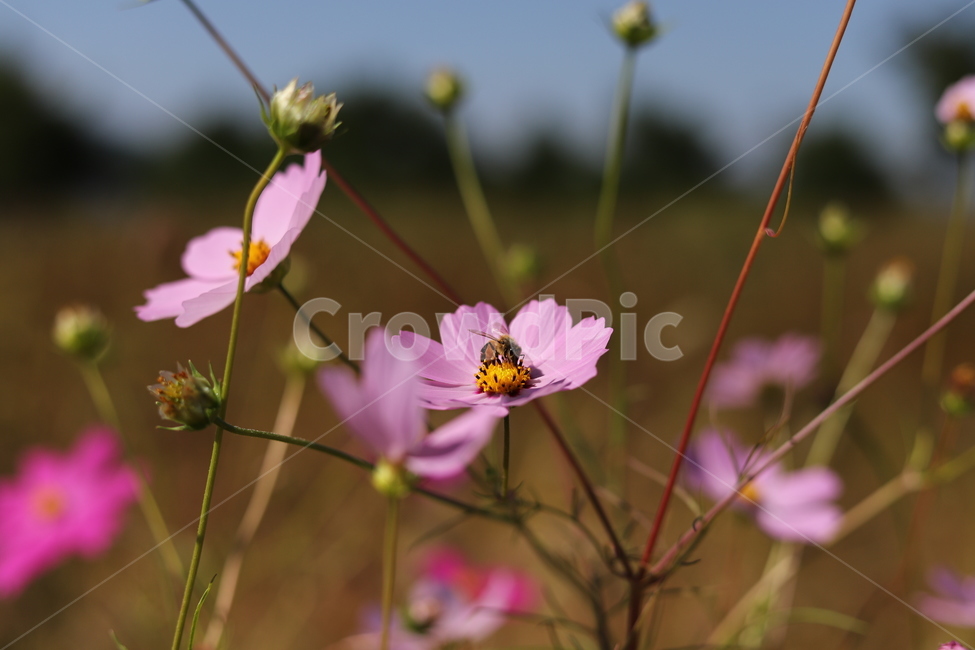 꽃,코스모스,벌,가을,자연,가을,계절,fall,autumn,season,식물,자연,plants,nature,꽃,flower,동물,animal,곤충,벌레,insect,bug,plant