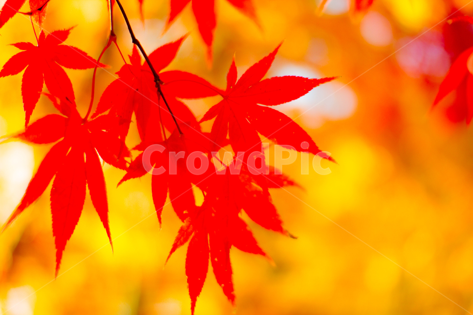 가을,단풍잎,붉은단풍잎,노랑,물듬,빨간,절,산,산악,달력,가을,계절,fall,autumn,season