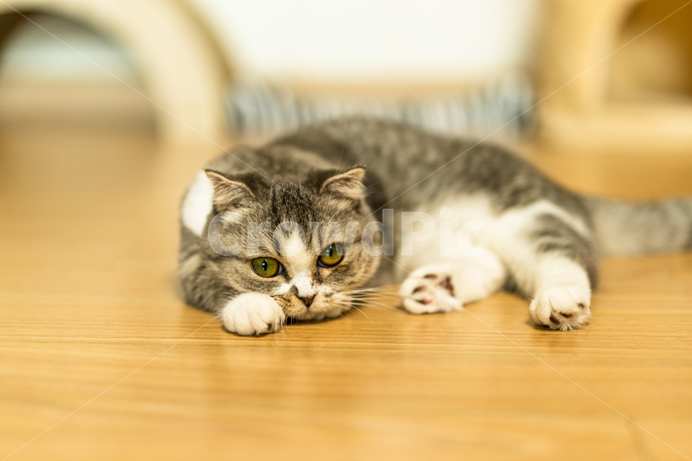 고양이,스코티쉬폴드,귀여운,둥근,짧은,동물,애완묘,cat,animal,pet,동물,animal,포유류,mammal,고양이,cat,kitten,kitty