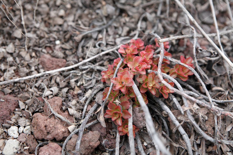 plant,식물,ground,바닥,겨울식물,다육이,선인장,주황색,자연,쓸쓸한,붉은빛