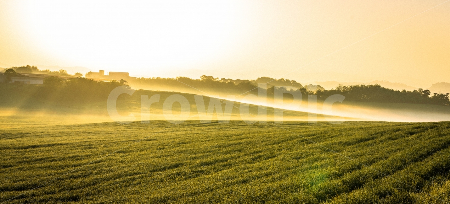 일출,안개,안성목장,몽환적,싱그러움,자연,풍경,nature,landscape,휴식,힐링,rest,relaxation,healing