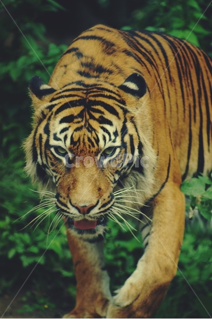 호랑이,tiger,노려봄,glare,동물원,zoo,먹이,동물,animal,포유류,mammal