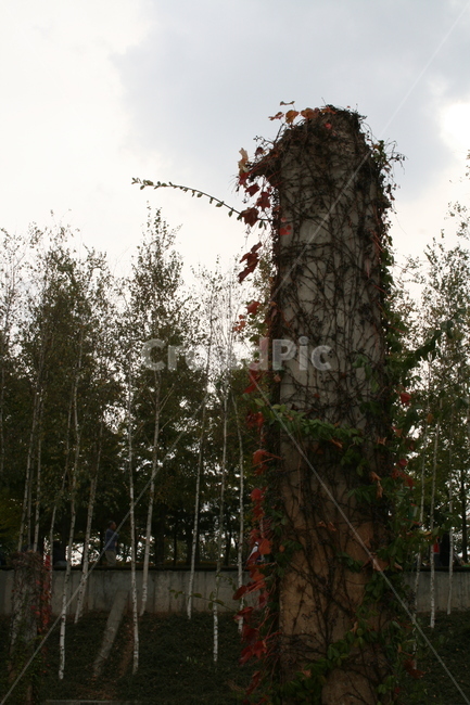 기둥,넝쿨,가을,단풍,식물,plant,가을,계절,fall,autumn,season,자연,풍경,nature,landscape