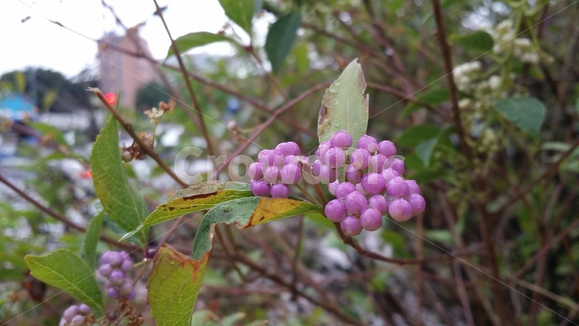 동글동글,꽃나무,flower,봄,연분홍,식물,자연,plants,nature,과일,열매,fruit
