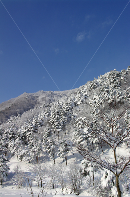 겨울,눈,설경,풍경,나무,설산,하늘,겨울,계절,winter,season