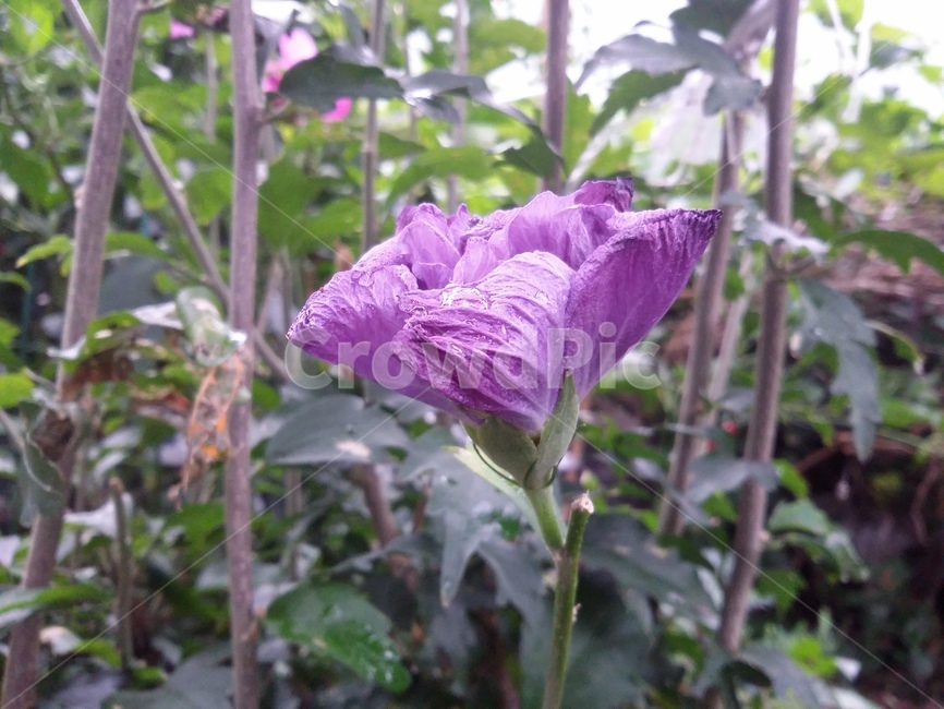 꽃,plant,식물,flower,자연,식물,자연,plants,nature,꽃,flower