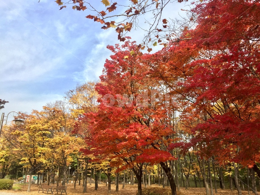 가을,양재시민의숲,단풍,단풍나무,은행나무,가을,계절,fall,autumn,season,자연,풍경,nature,landscape,tree,나무,plant,식물,leaf,잎,maple