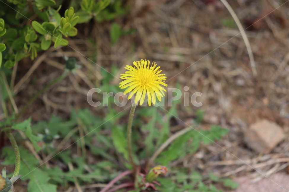 꽃,들꽃,민들레,식물,풀꽃,봄,자연,하얀색,하얀꽃,노란꽃,flower,nature,plants,나들이,소풍,계란꽃,길,길가