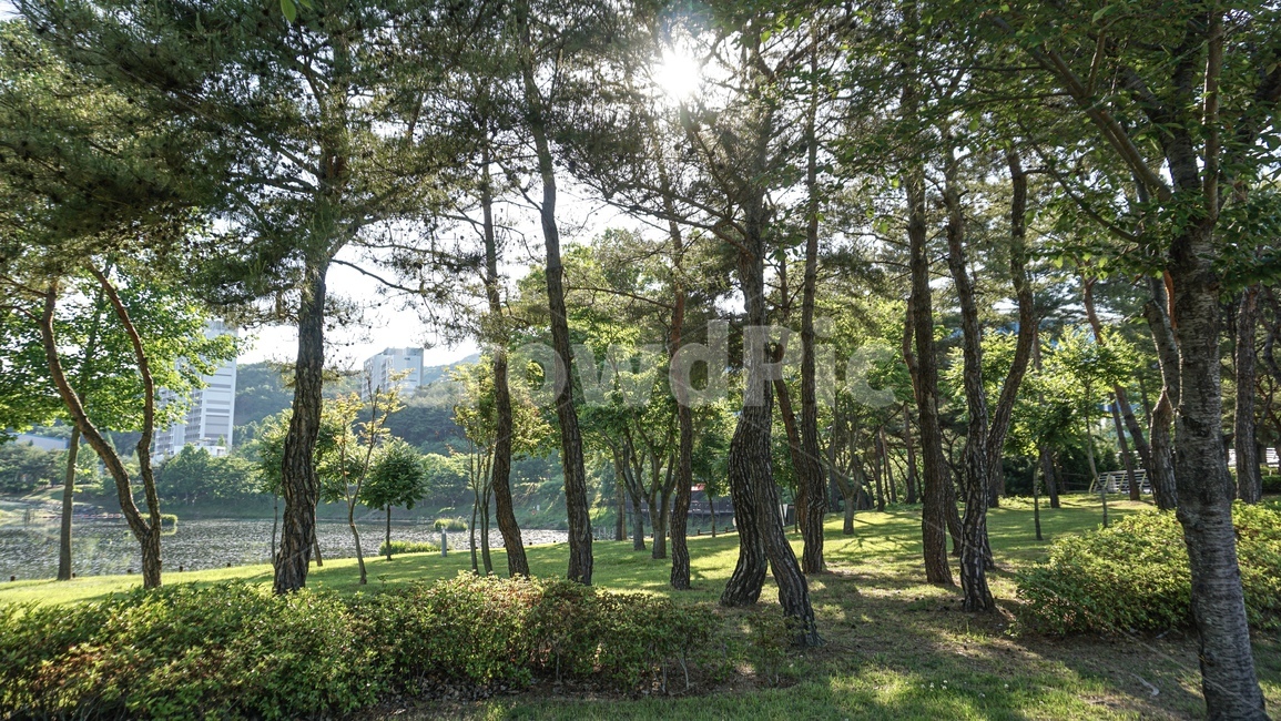 숲,나무,캠퍼스,오후,역광,tree,어두운숲